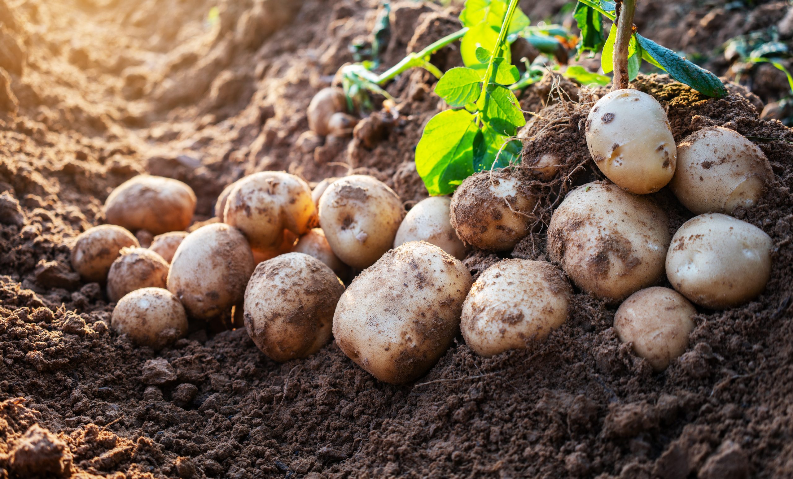 THE STORY OF POTATOES – WHY DOES GENETIC DIVERSITY MATTER?