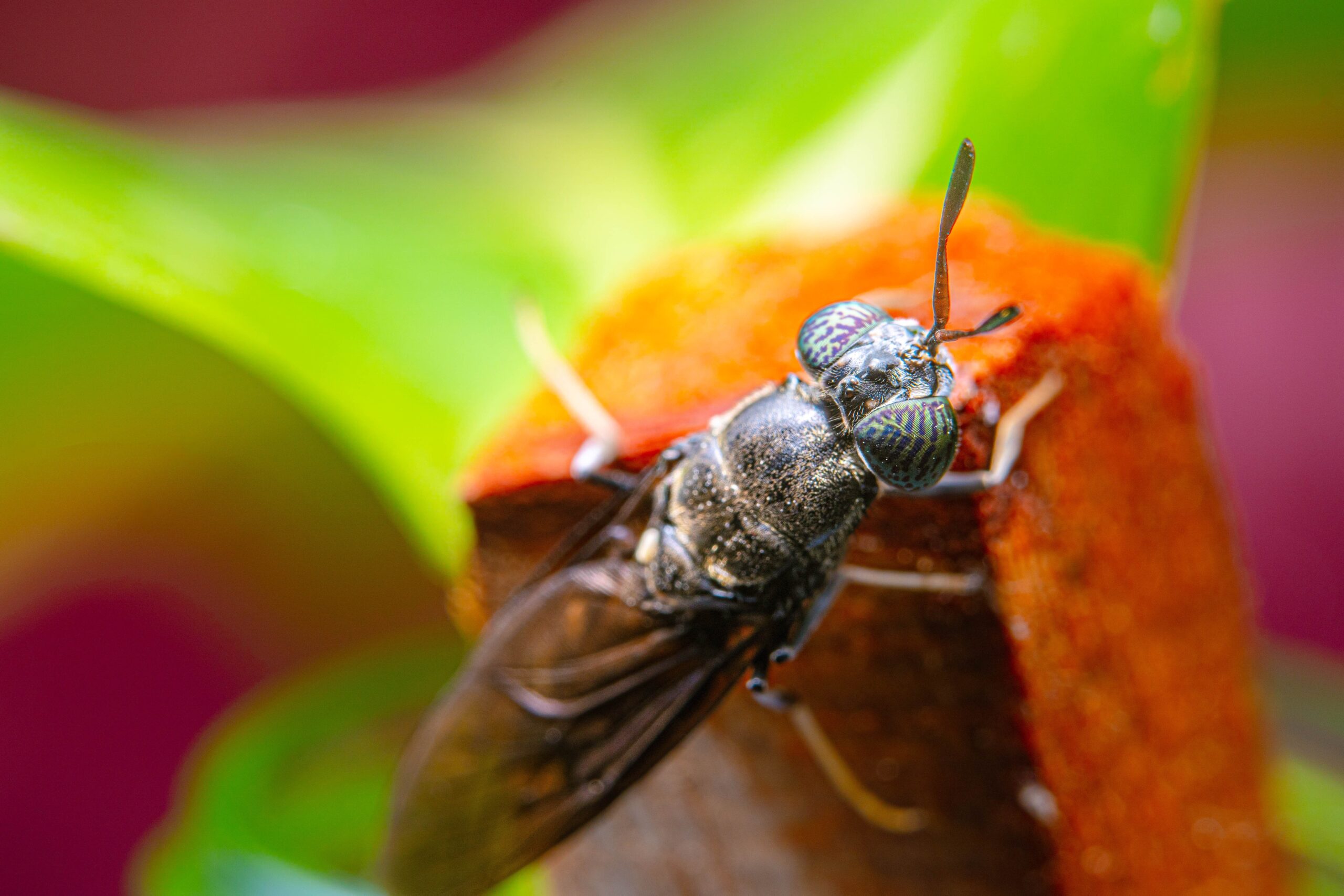 Unlocking the Potential of the Black Soldier Fly: A Sustainable Protein Revolution