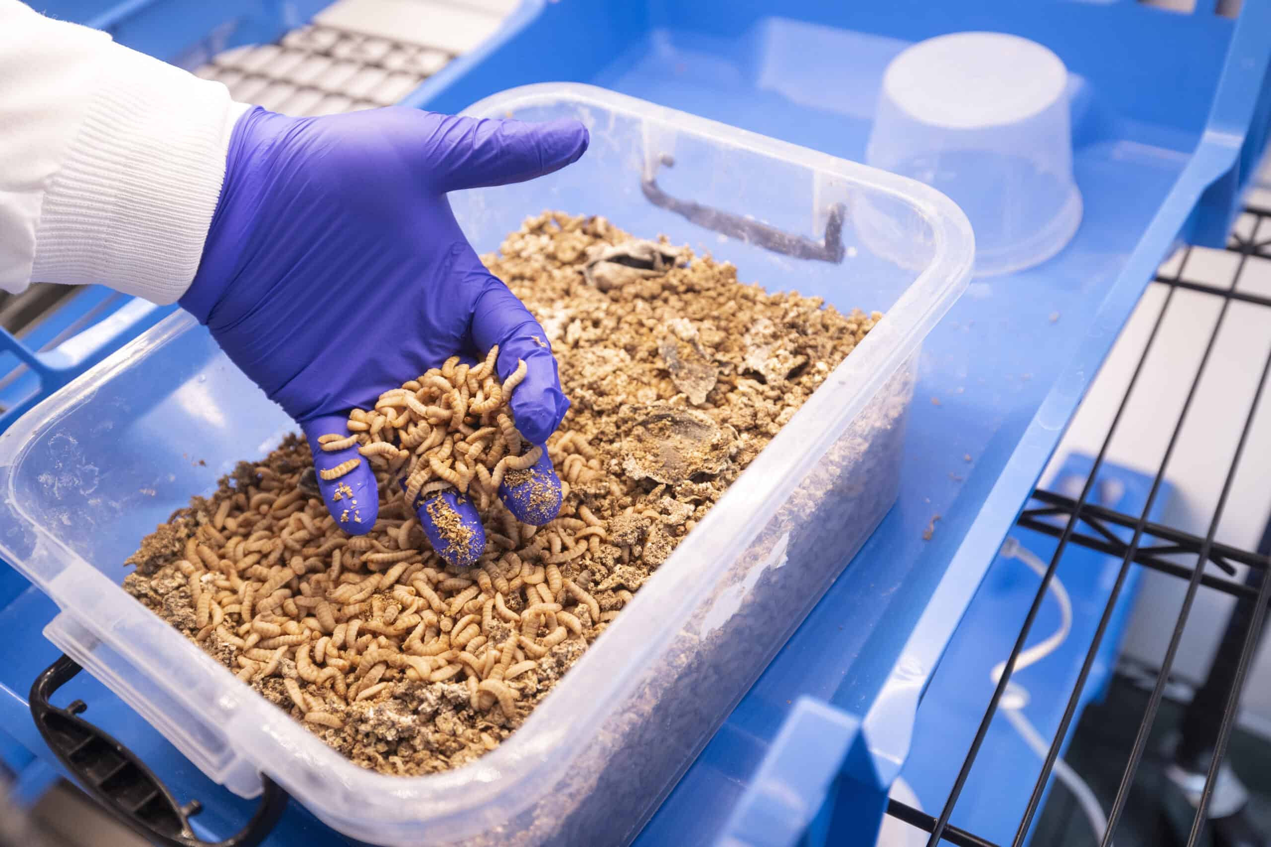 Rethinking the Black Soldier Fly: From Individuals to Communities