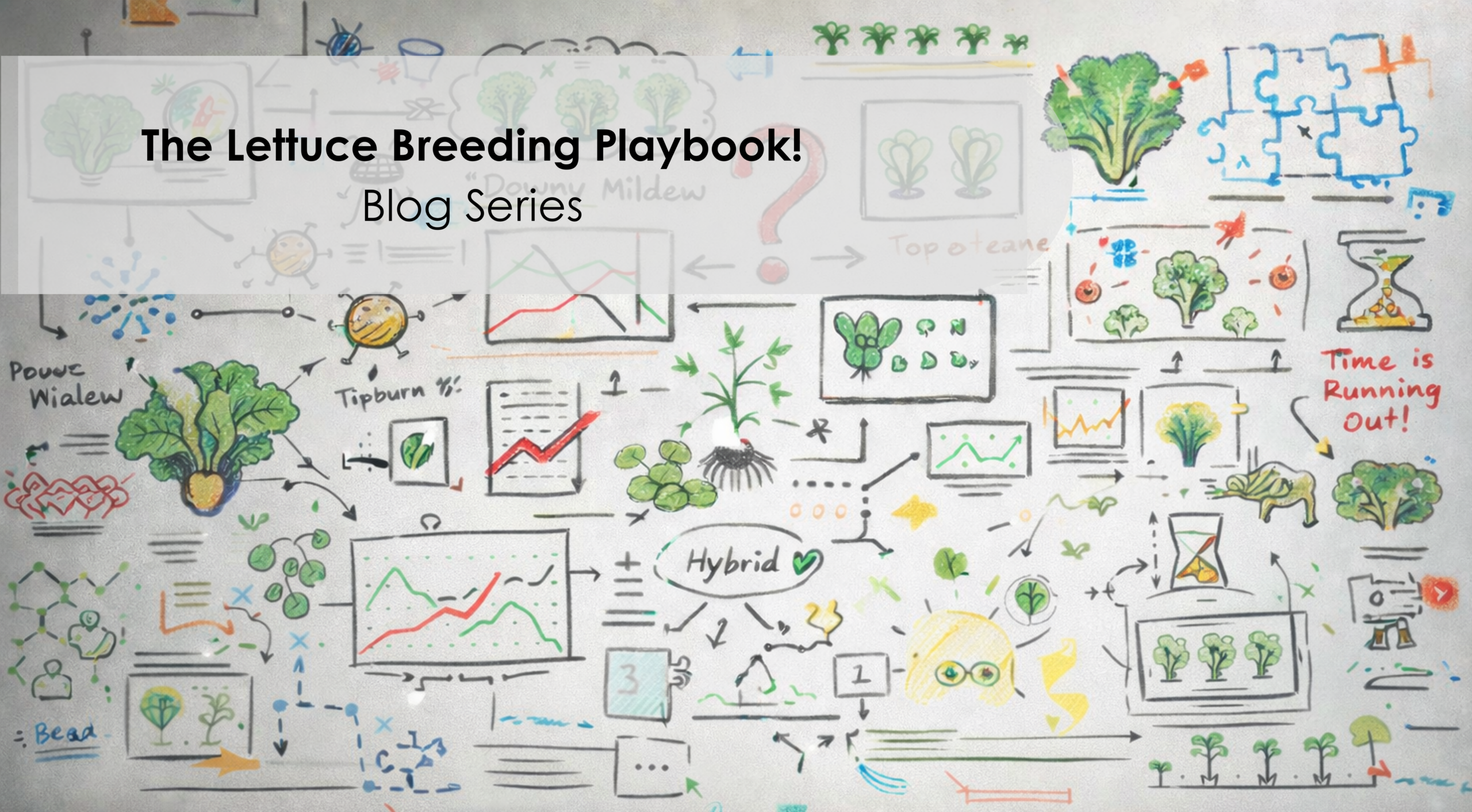 Lettuce in the Genomics Era – Precision, Profit, and Vertical Farm