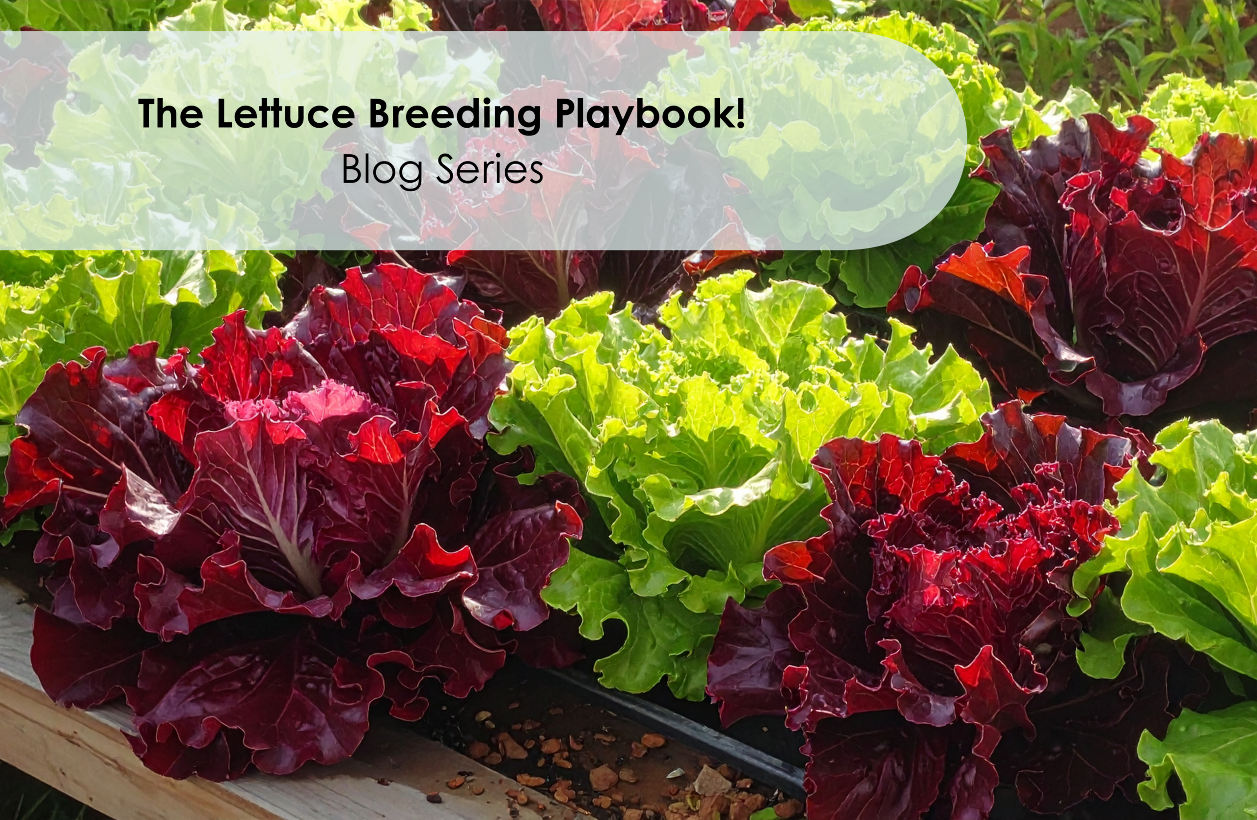 From Ancient Oilseed to Global Commodity – The Evolving Challenges of Lettuce Breeding