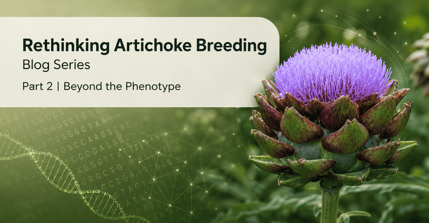 Decoding Artichoke Yield: How Genomics Helps Breeders Select Smarter